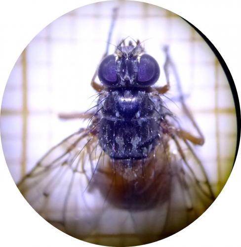 Phaonia sp.